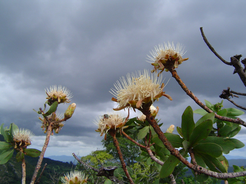 Protea welwitschii image