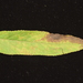 Pseudocercospora ebulicola - Photo (c) FANN, YEN-TZU, alguns direitos reservados (CC BY-NC), uploaded by FANN, YEN-TZU