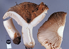 Russula allochroa