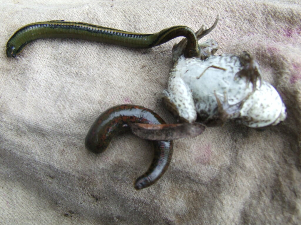 Mediterranean Medicinal Leech