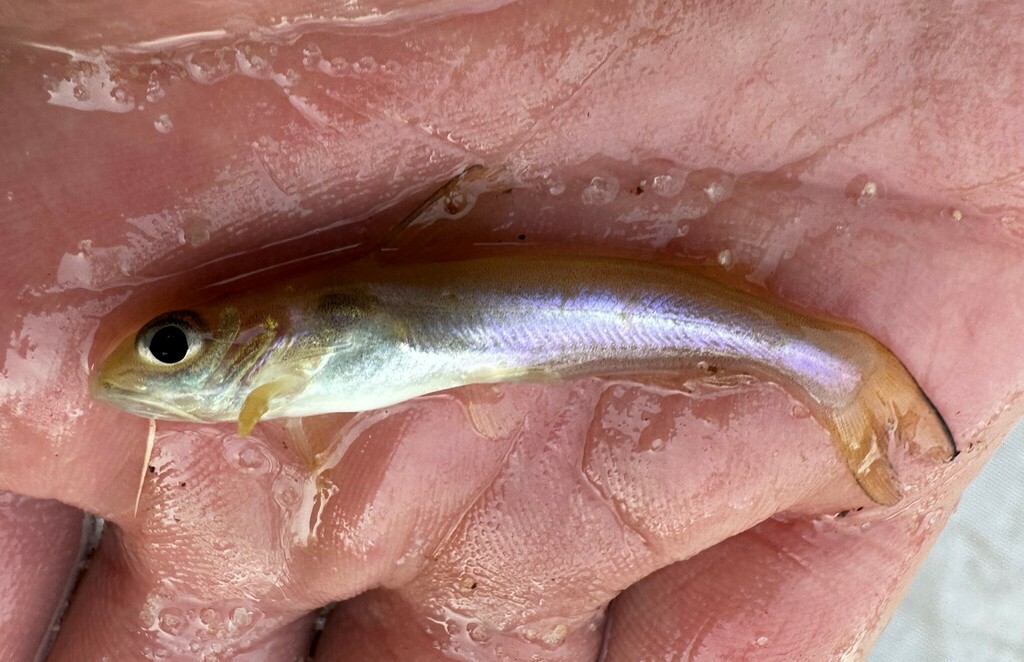 Channel Catfish from Chickasaw Creek, St. Hwy 158, Mobile Co., AL, USA