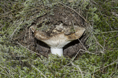 Russula allochroa