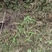 Polygonatum arisanense formosanum - Photo (c) 山羌, some rights reserved (CC BY-NC), uploaded by 山羌