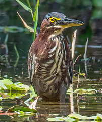 Butorides virescens image