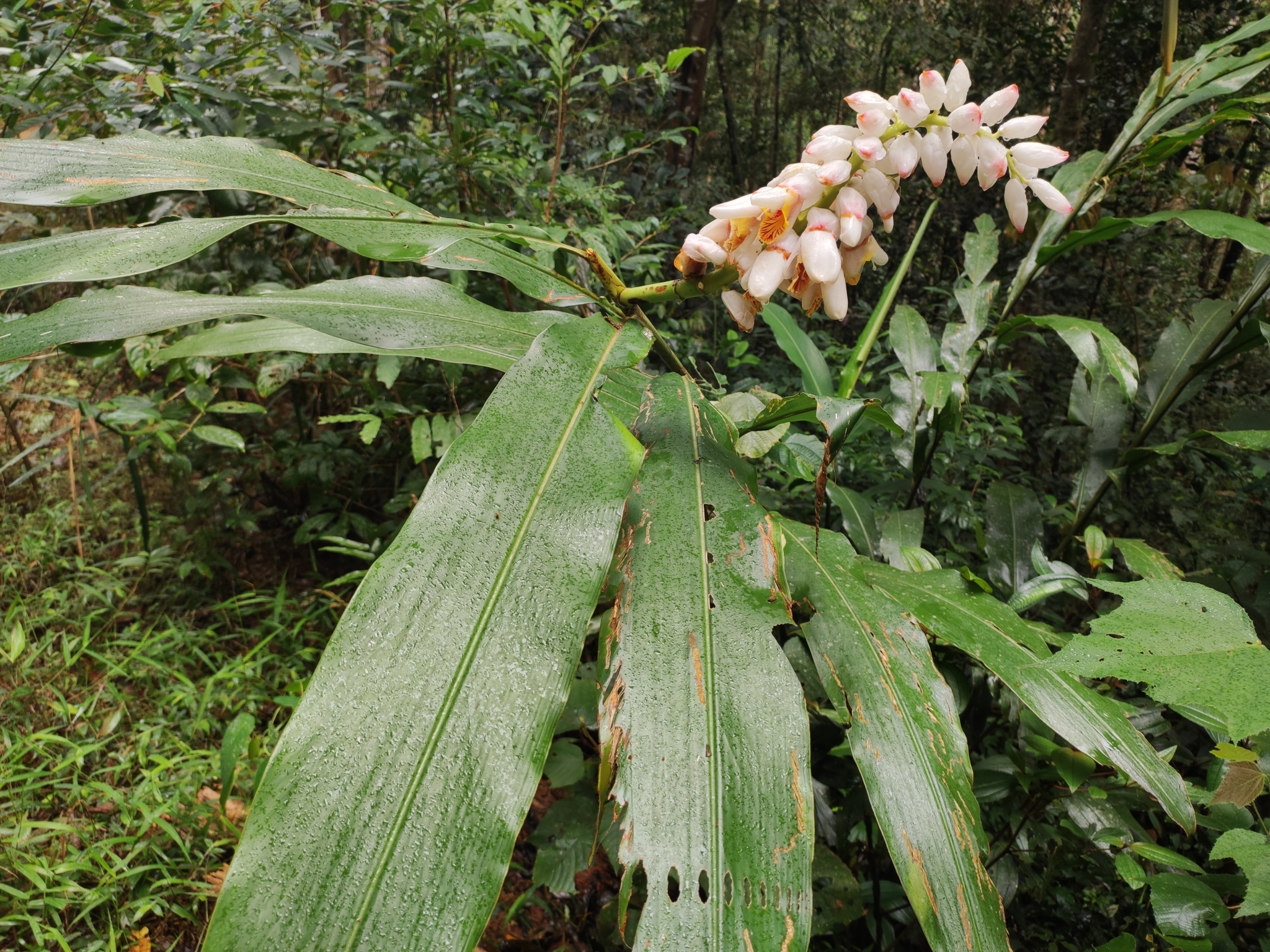 Alpinia hainanensis — ảnh 2