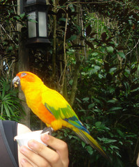 Aratinga solstitialis