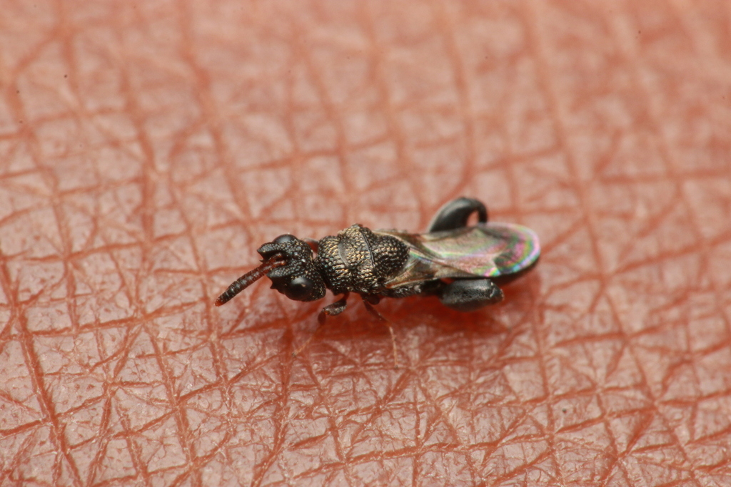 Eniacomorpha