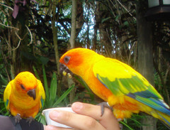 Aratinga solstitialis