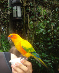 Aratinga solstitialis
