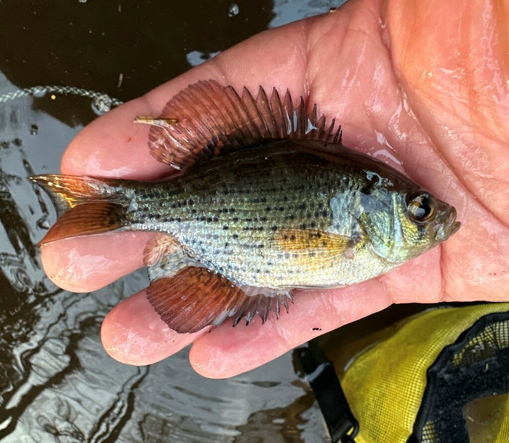 Flier from Chickasaw Creek oxbow, St. Hwy 158, Mobile Co., AL, USA on