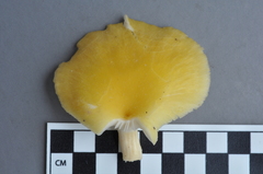 Pleurotus citrinopileatus image