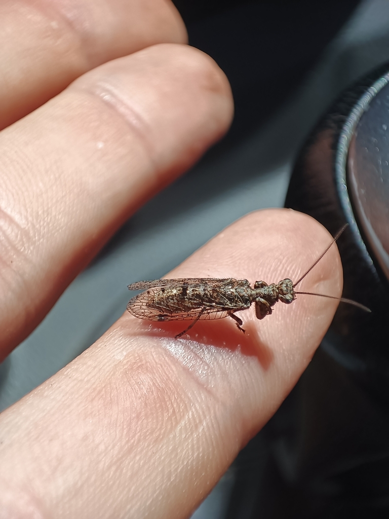 Gerstaeckerella chilensis