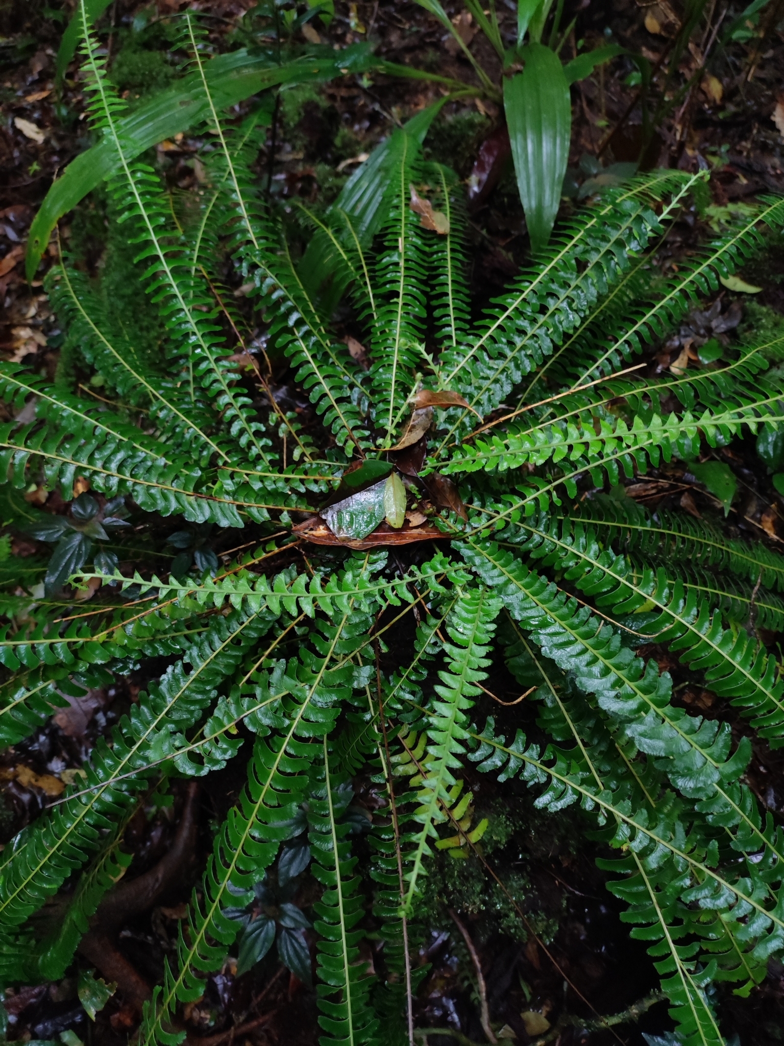 Lindsaea pectinata (Lindsaea pectinata)