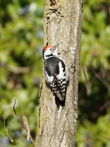 Pico mediano (Dendrocoptes medius)