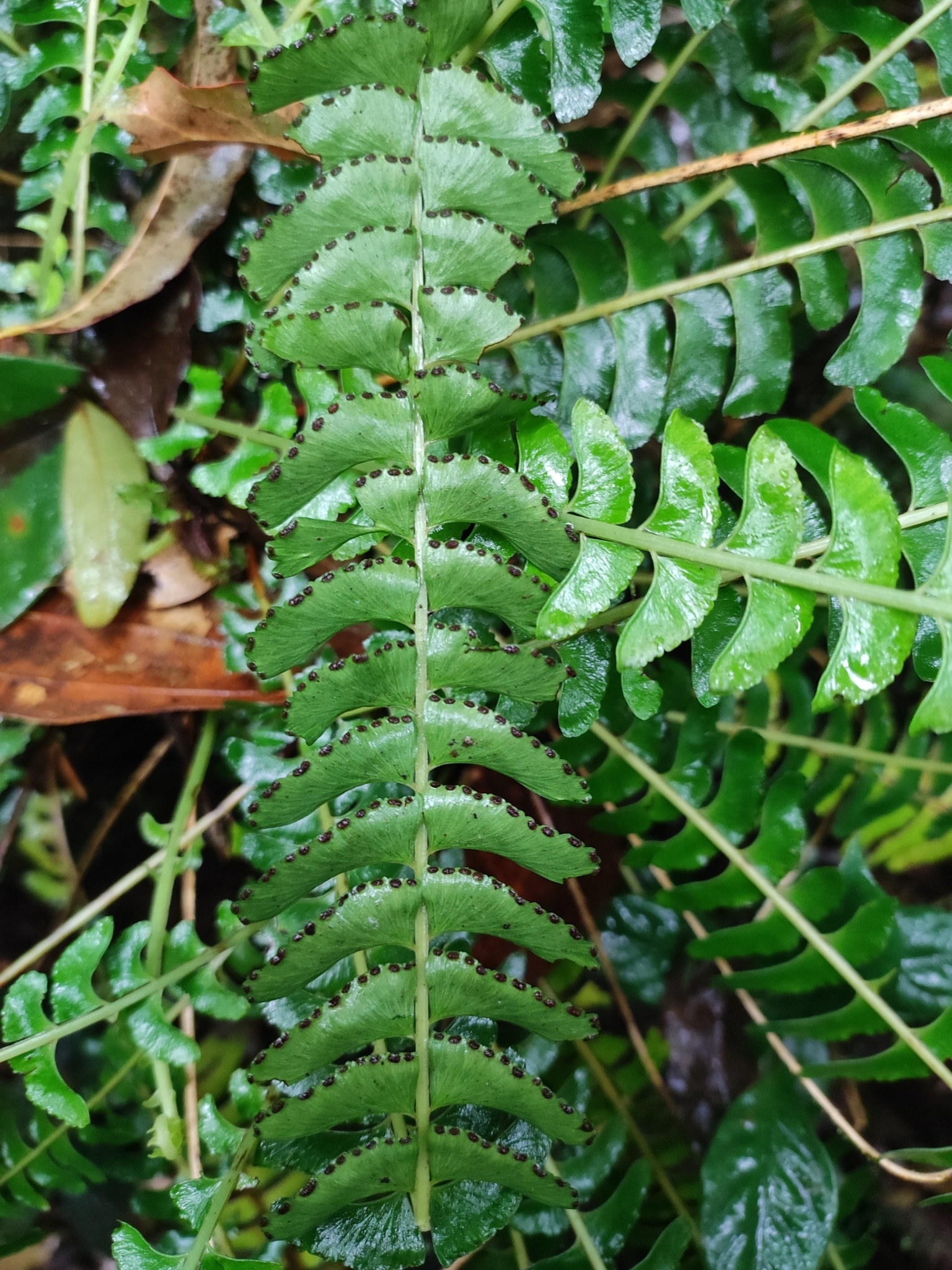 Lindsaea pectinata — ảnh 2