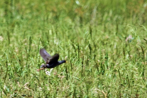 Lesser Moorhen (Paragallinula angulata), photo 10