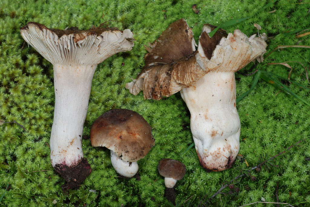 Russula vinaceocuticulata from Bankside Scientific Reserve on April 22 ...