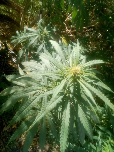 Cannabis