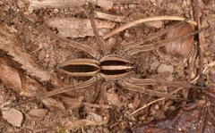 Rabidosa punctulata