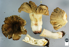 Russula vinaceocuticulata
