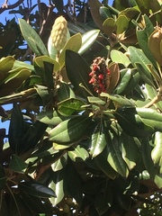 Magnolia grandiflora