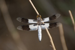 Plathemis subornata