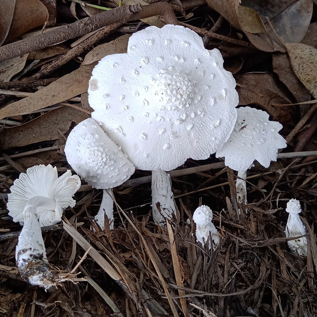 Leucocoprinus cretaceus · February 2023 · photo: © deniszabin (iNaturalist, cc-by)