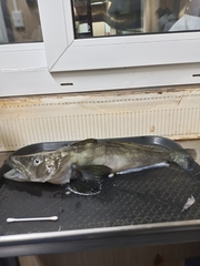 South Georgia Icefish photo 3
