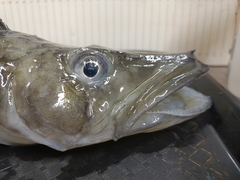 South Georgia Icefish photo 1