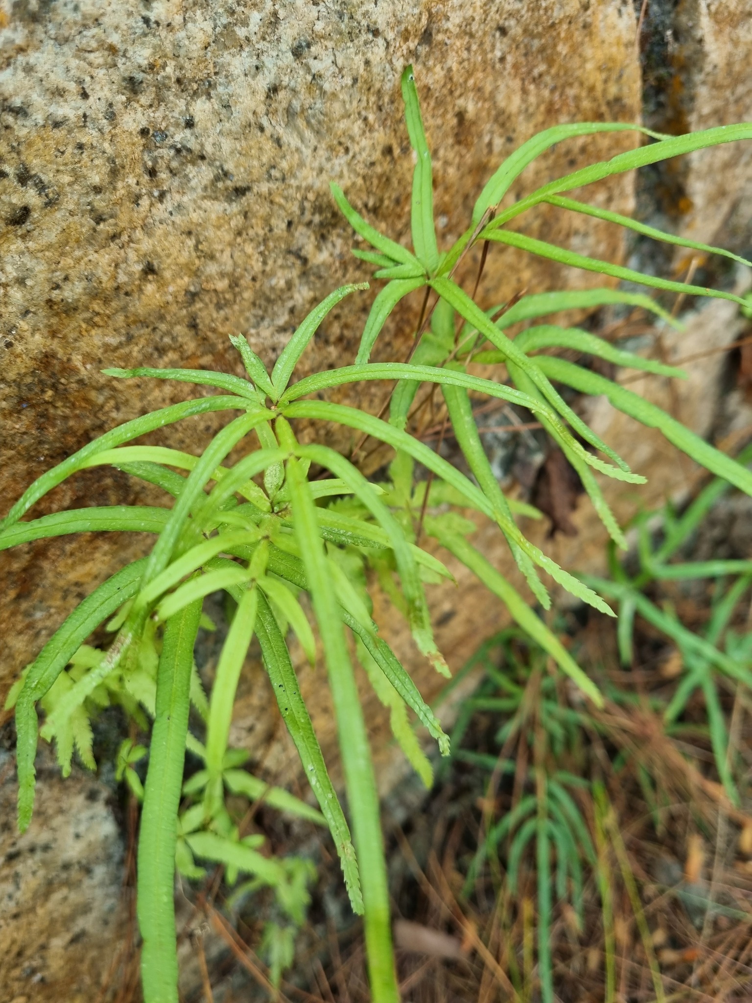 Pteris multifida — ảnh 3