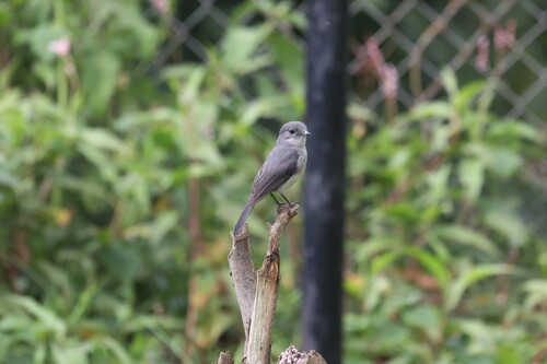 White-eyed Slaty Flycatcher (Melaenornis fischeri), photo 9
