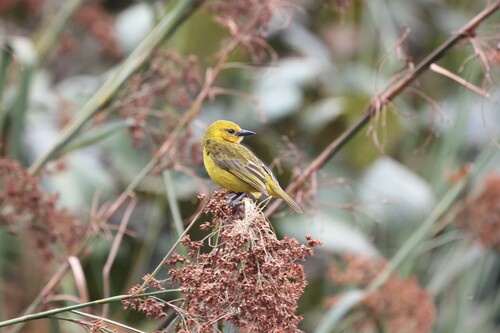 Slender-billed Weaver (Ploceus pelzelni), photo 8