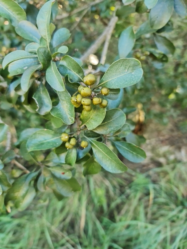 Pittosporum viridiflorum