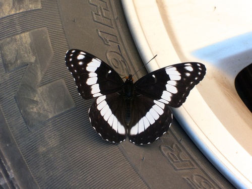 Weidemeyer's Admiral