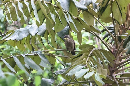 Pale-throated Greenbul (Atimastillas flavigula), photo 9