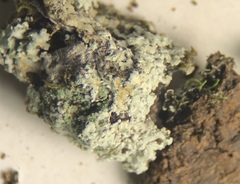 Physcia sorediosa