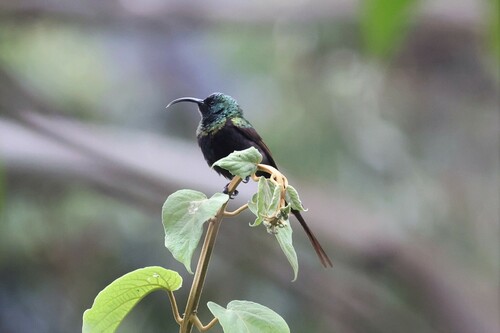 Bronze Sunbird (Nectarinia kilimensis), photo 10