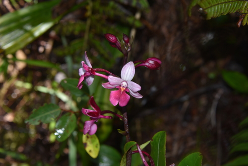 Calanthe sylvatica image