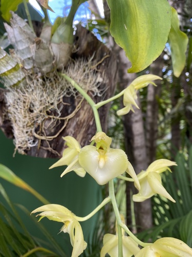 Catasetum spitzii, photograph 1