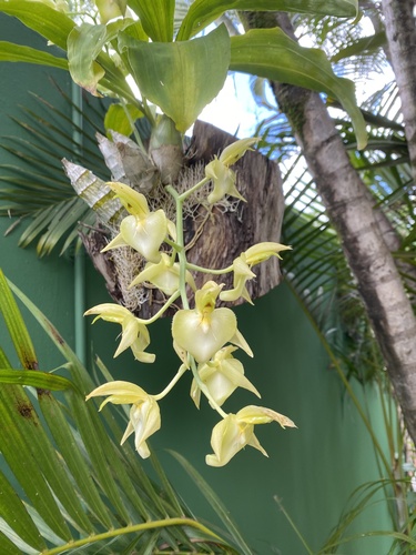 Catasetum spitzii, photograph 2