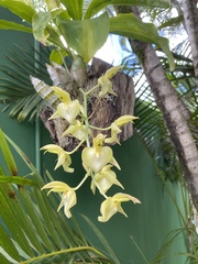 Catasetum spitzii, photograph (c) André Ambrozio, some rights reserved (CC BY)