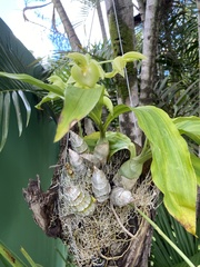 Catasetum spitzii, photograph (c) André Ambrozio, some rights reserved (CC BY)