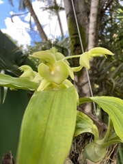 Catasetum spitzii, photograph (c) André Ambrozio, some rights reserved (CC BY)