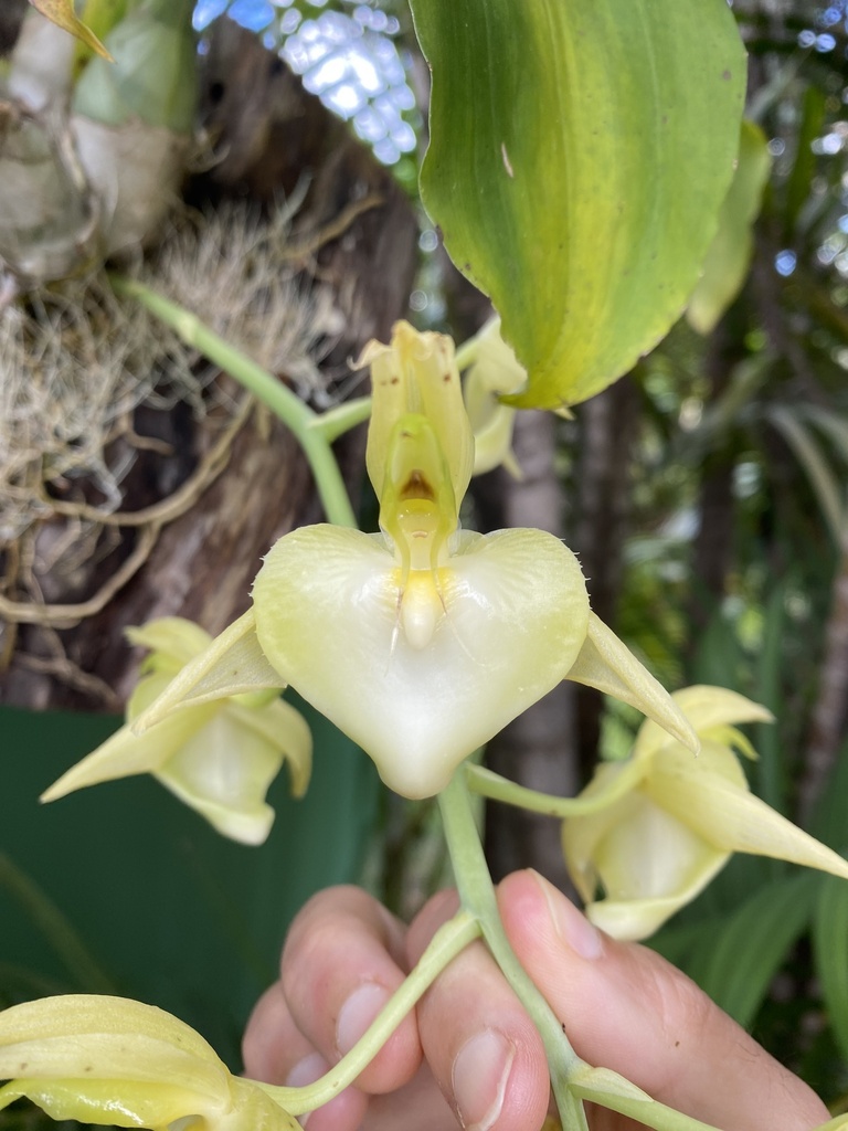 Catasetum spitzii
