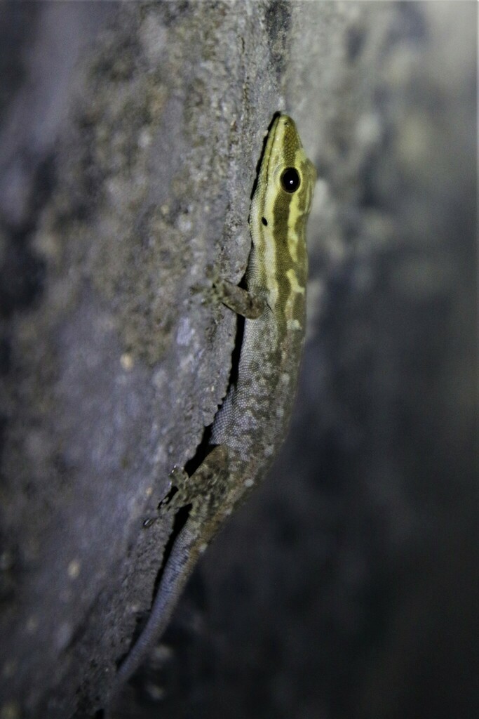 Scortecci's Dwarf Gecko