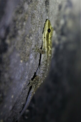 Scortecci's Dwarf Gecko, Lygodactylus scorteccii