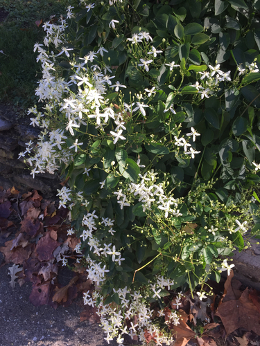 Clematis terniflora