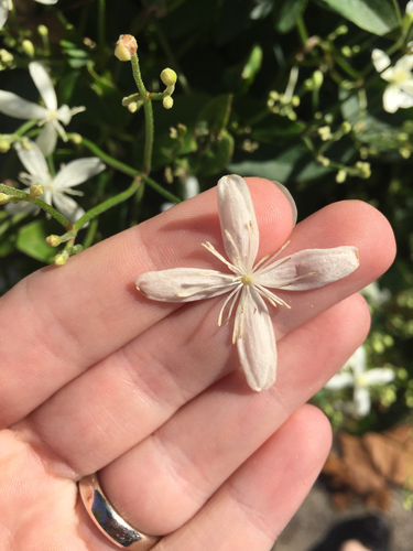 Clematis terniflora