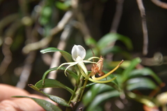 Angraecum expansum image