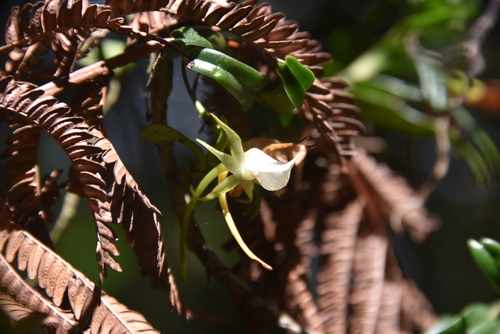 Angraecum expansum image